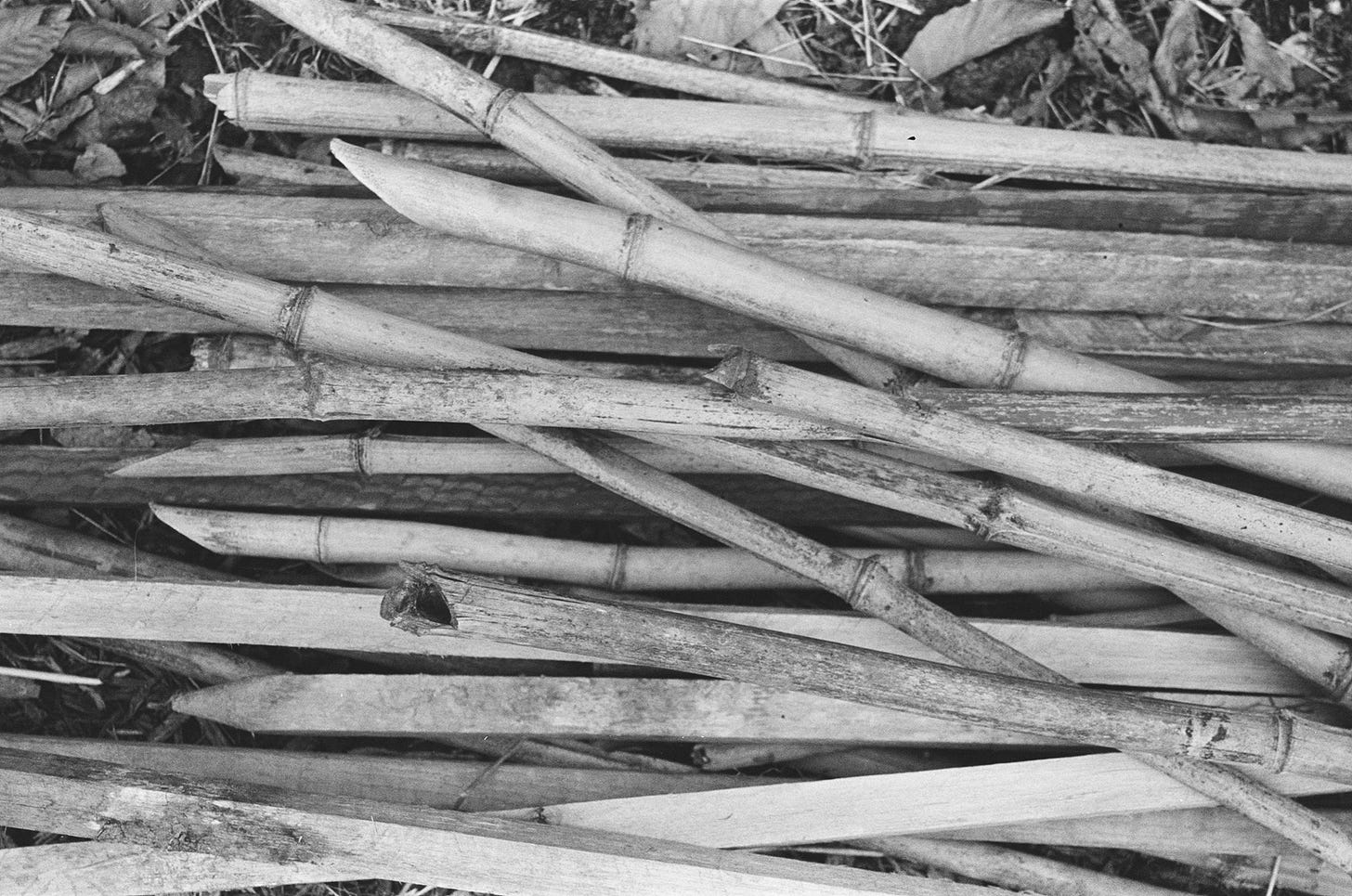drying bamboo, bamboo trellises, bamboo stakes, gardening