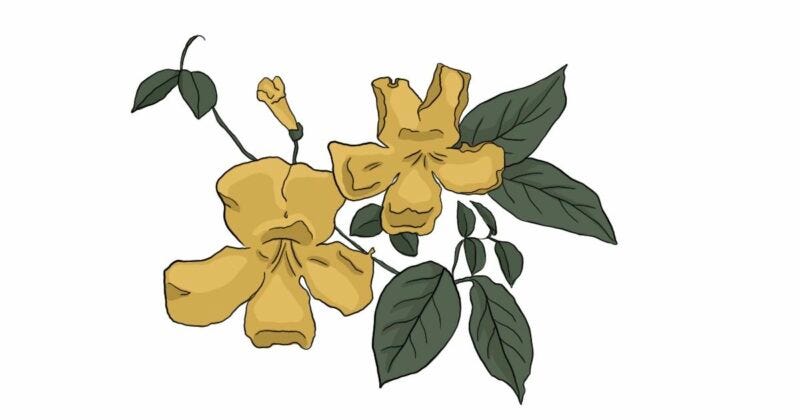 cat's-claw-new-lyme-treatment-conners-clinic-alternative-medicine