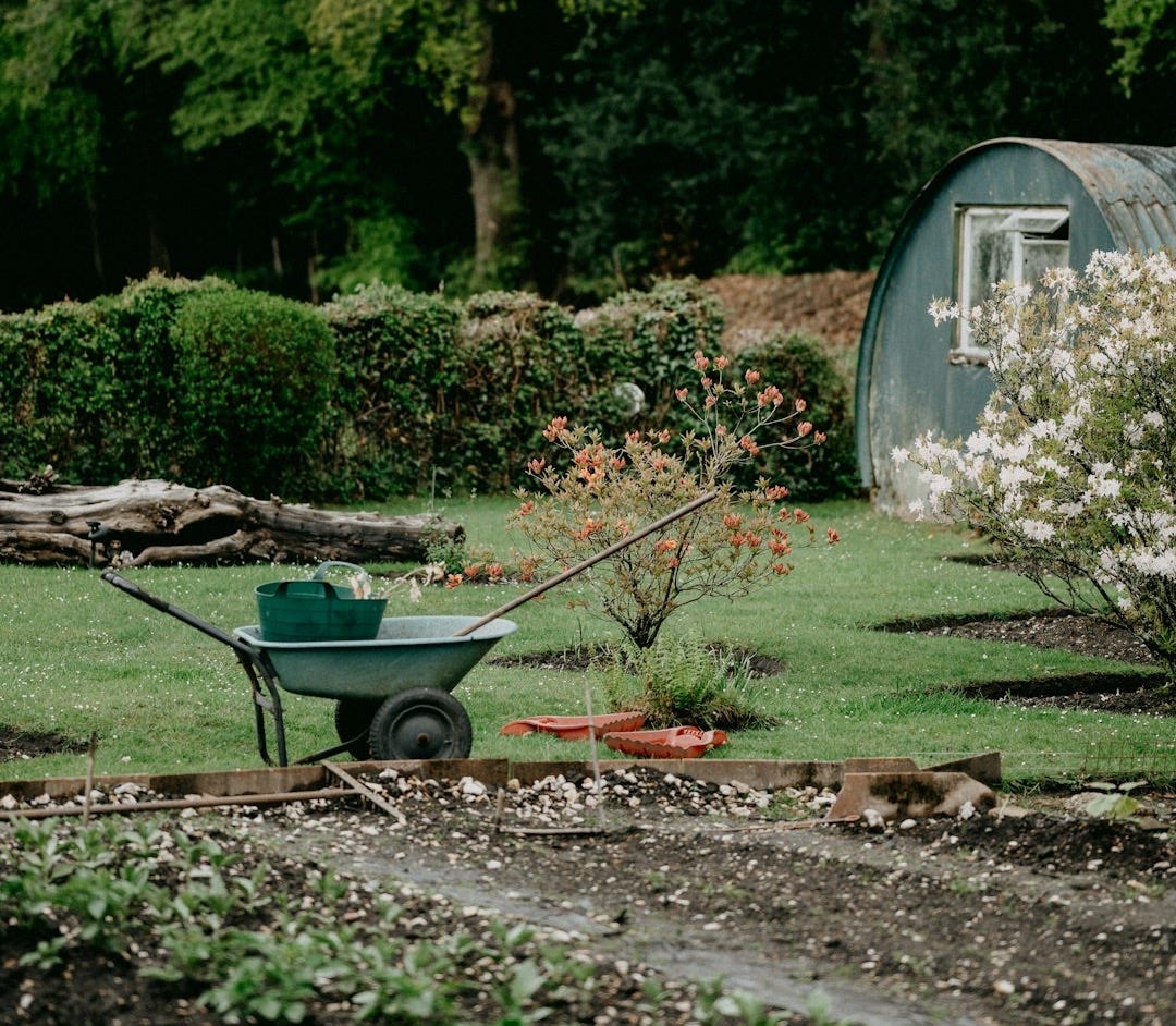white flowers on green grass field near blue and white house during daytime white flowers on green grass field near blue and white house during daytime