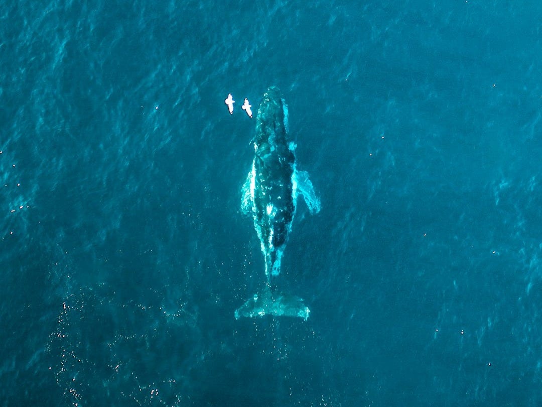 Baleines en danger : la technologie au secours des géants marins Baleines en danger : la technologie au secours des géants marins