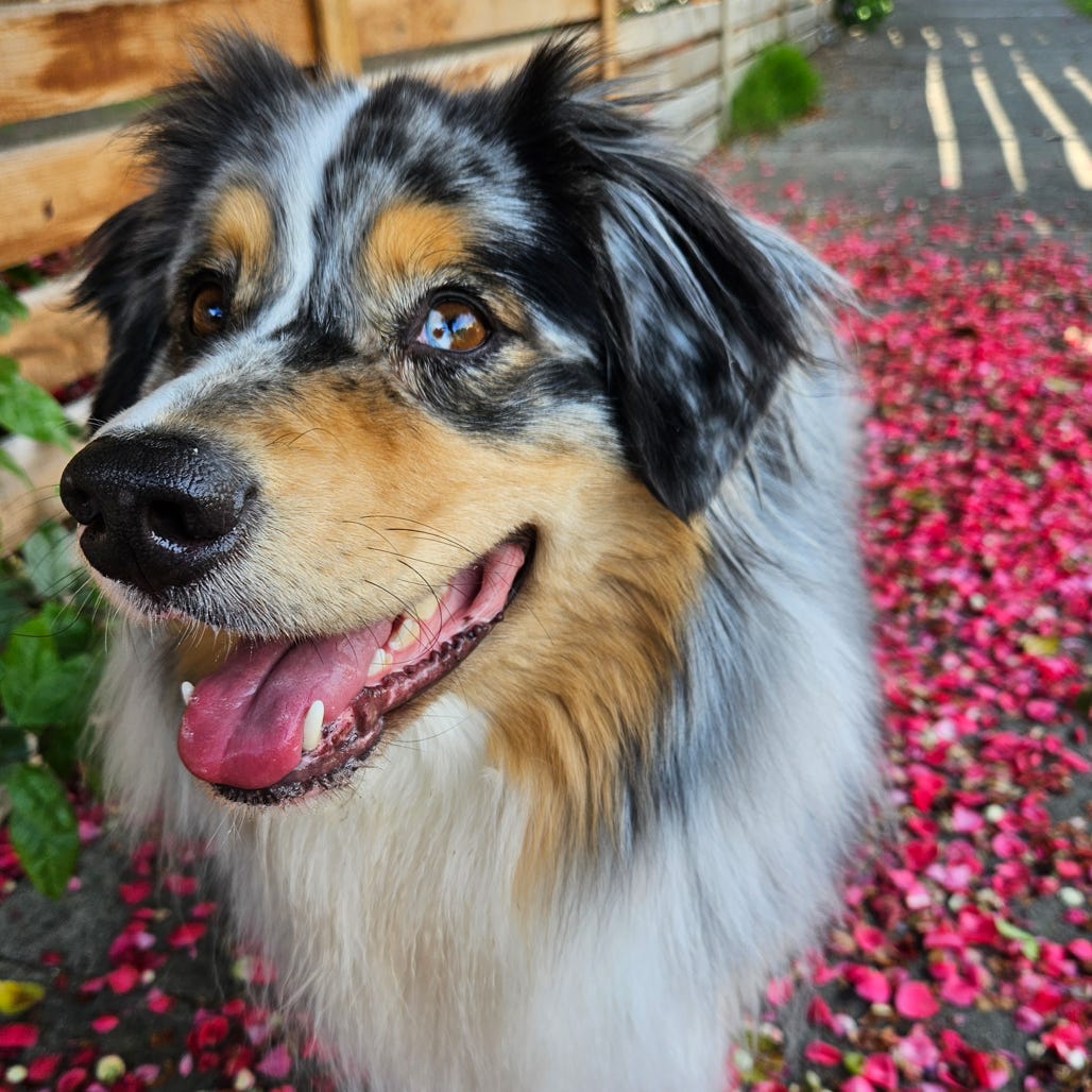 Before the Bark