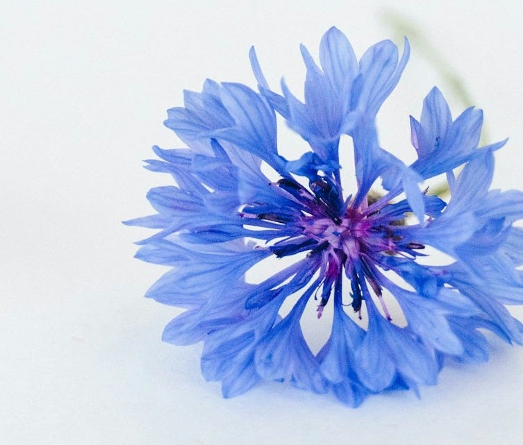 blue flower on white background blue flower on white background