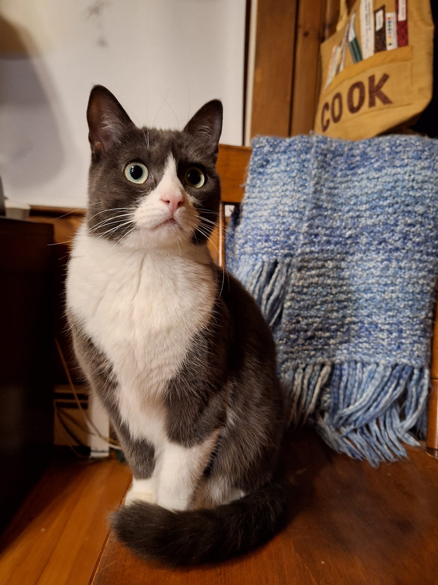 My cat looking incredulous.