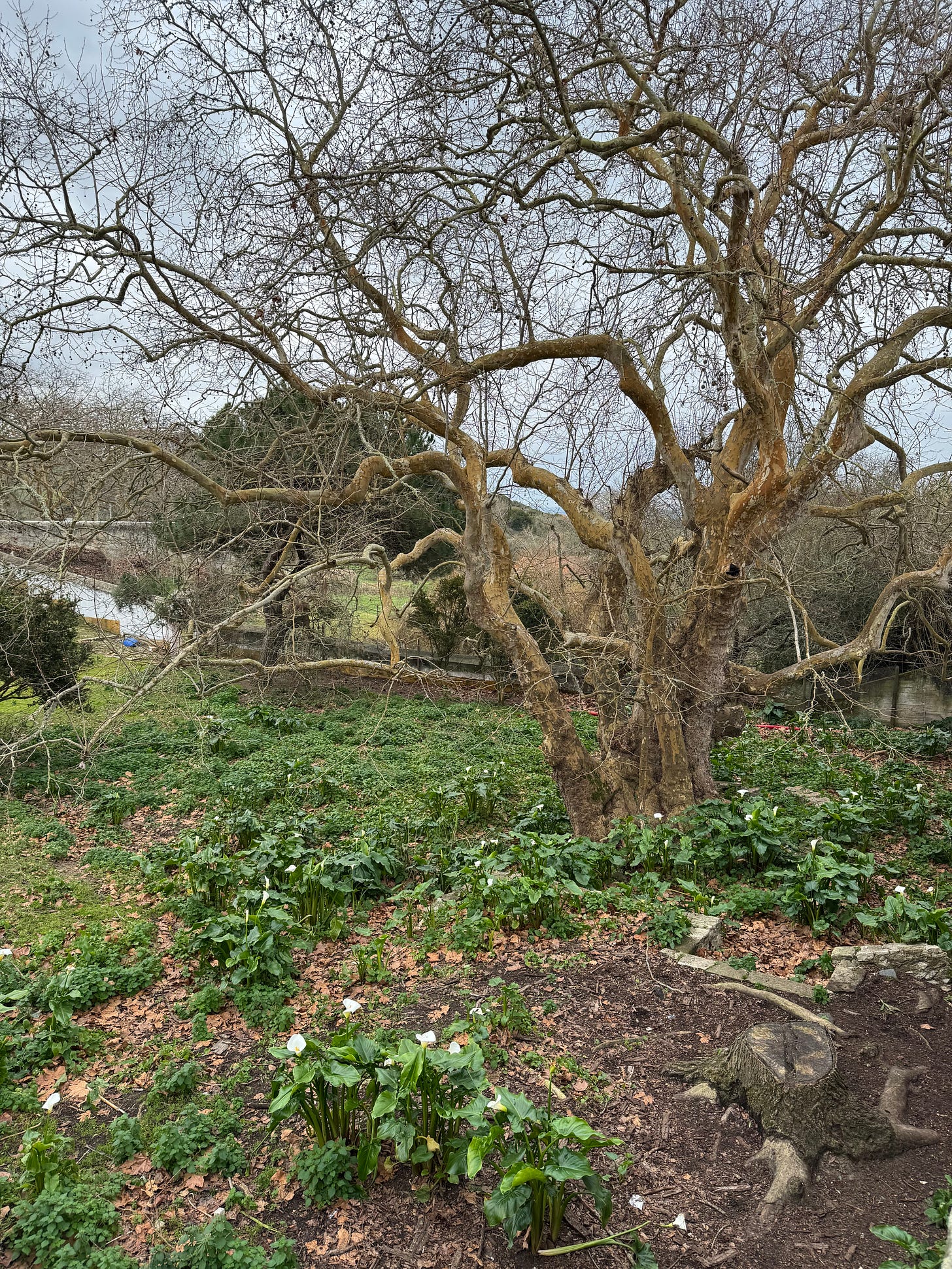 Hardwood tree surrounded by a field of blooming calla lillies