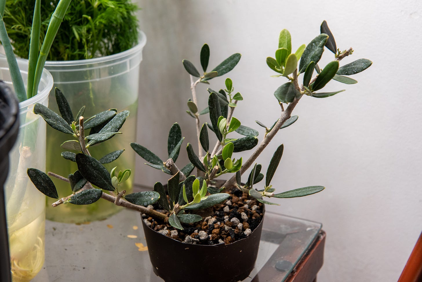ID: Olive branch cutting in a plastic pot of bonsai soil on my kitchen table alongside larger pots of herbs and plants.