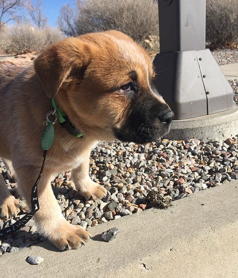 new mexico brown dog Reggie