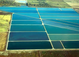 Levee-Type Fish Production Ponds Levee-Type Fish Production Ponds