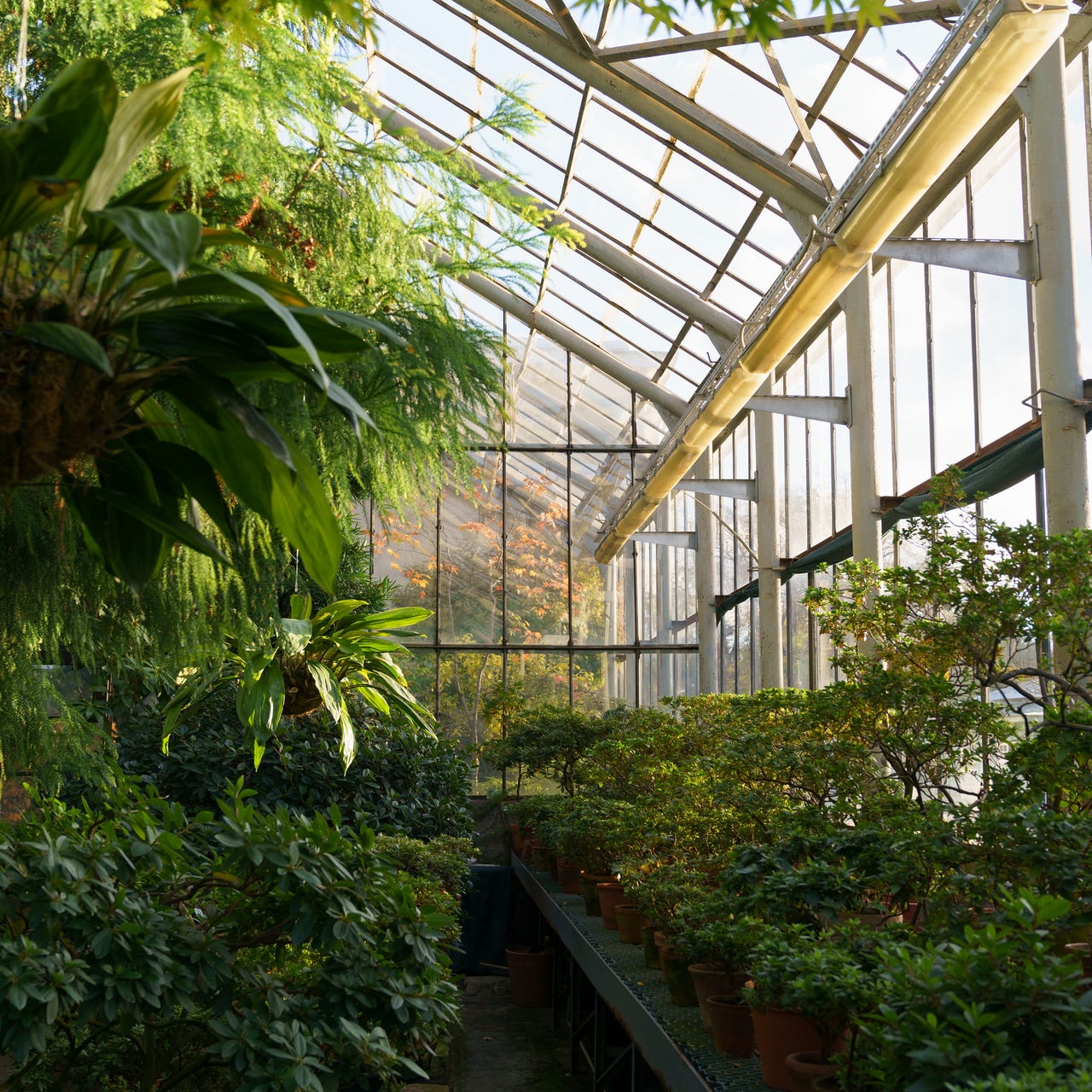 Net Primary Production