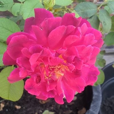 Summer Roses in Bloom