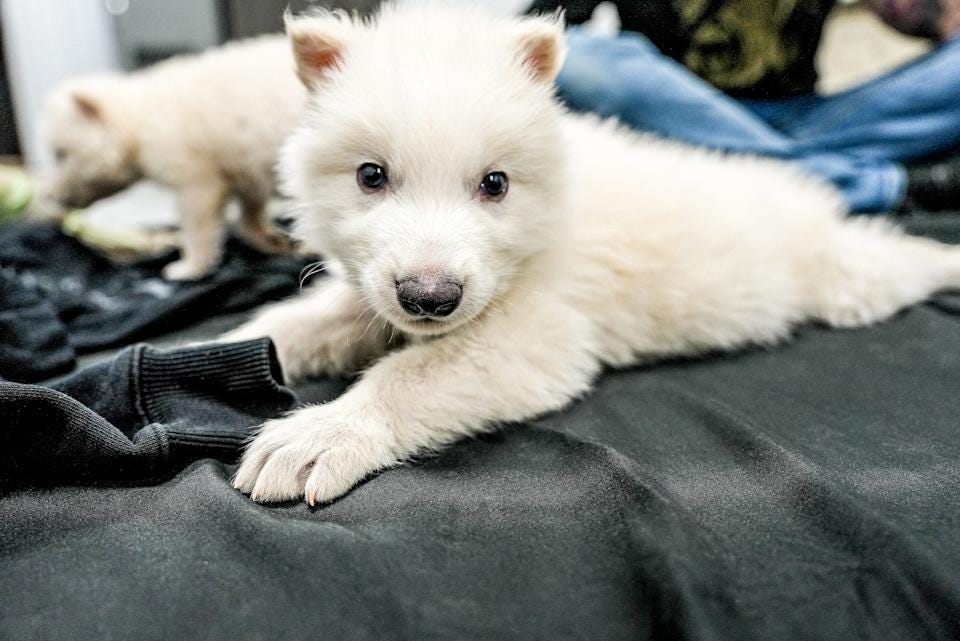 Colossal Biosciences used ancient DNA to birth three dire wolves, an animal that went extinct 13,000 years ago. Colossal Biosciences used ancient DNA to birth three dire wolves, an animal that went extinct 13,000 years ago.