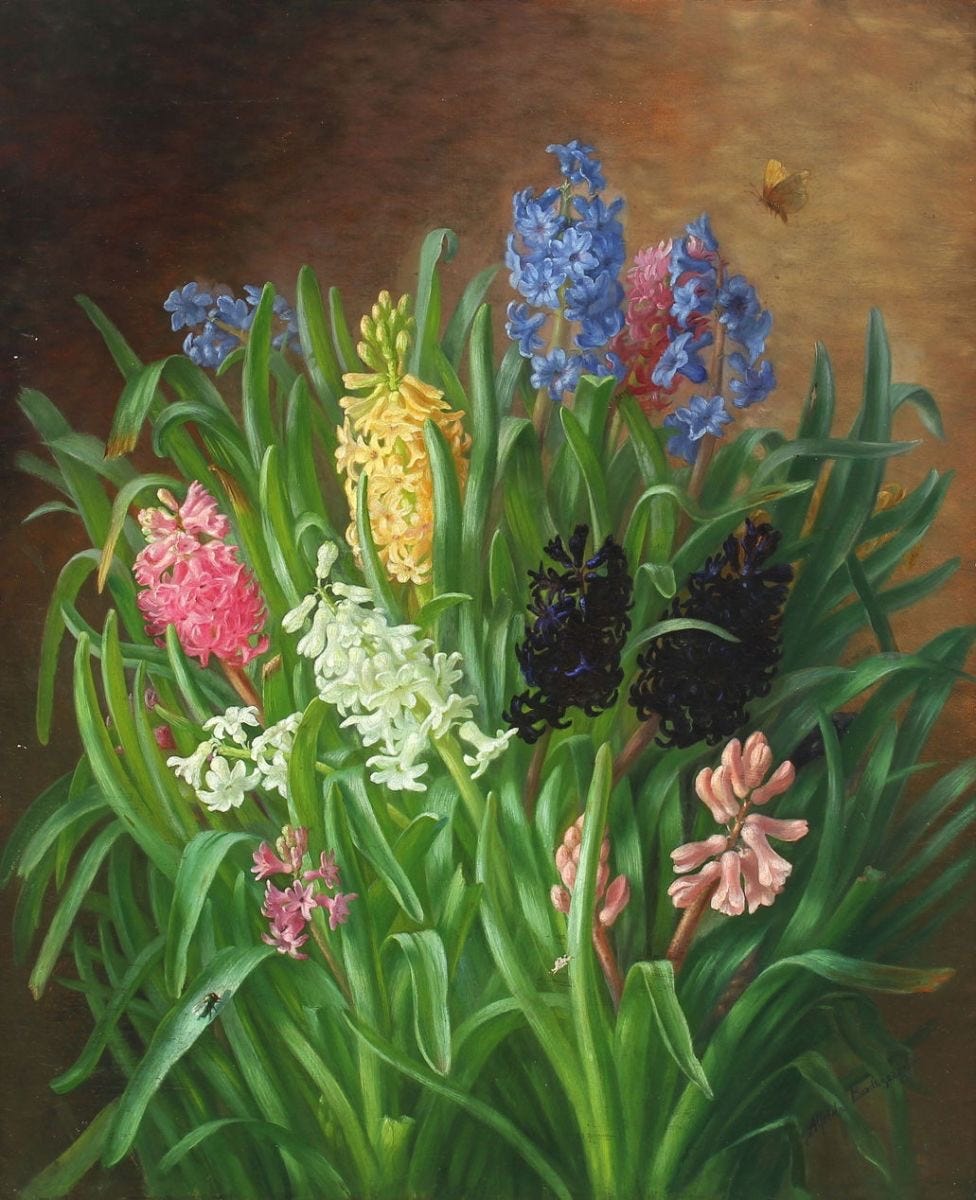 The Story Behind the Hyacinth Flower