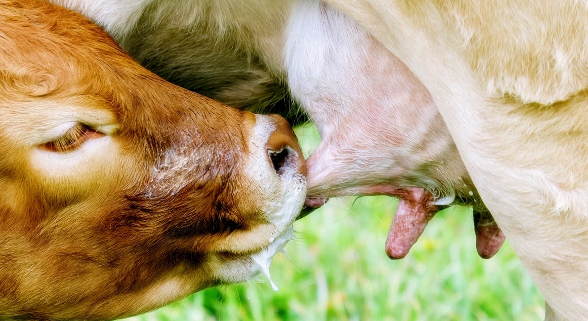 Milking Good Things - A Change of Pace