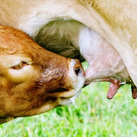 Milking Good Things - A Change of Pace