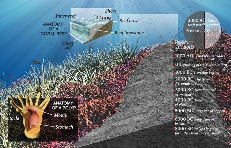 Friday Infographic: The Rise and Fall of a Coral Reef - Oceana USA