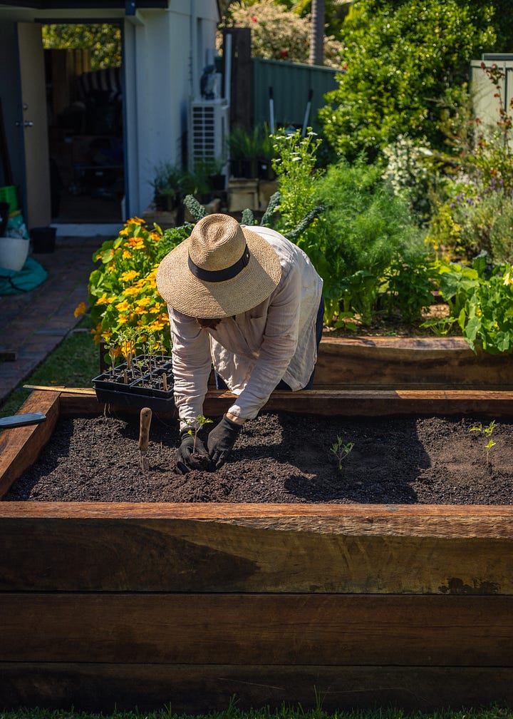 Australian veggie garden