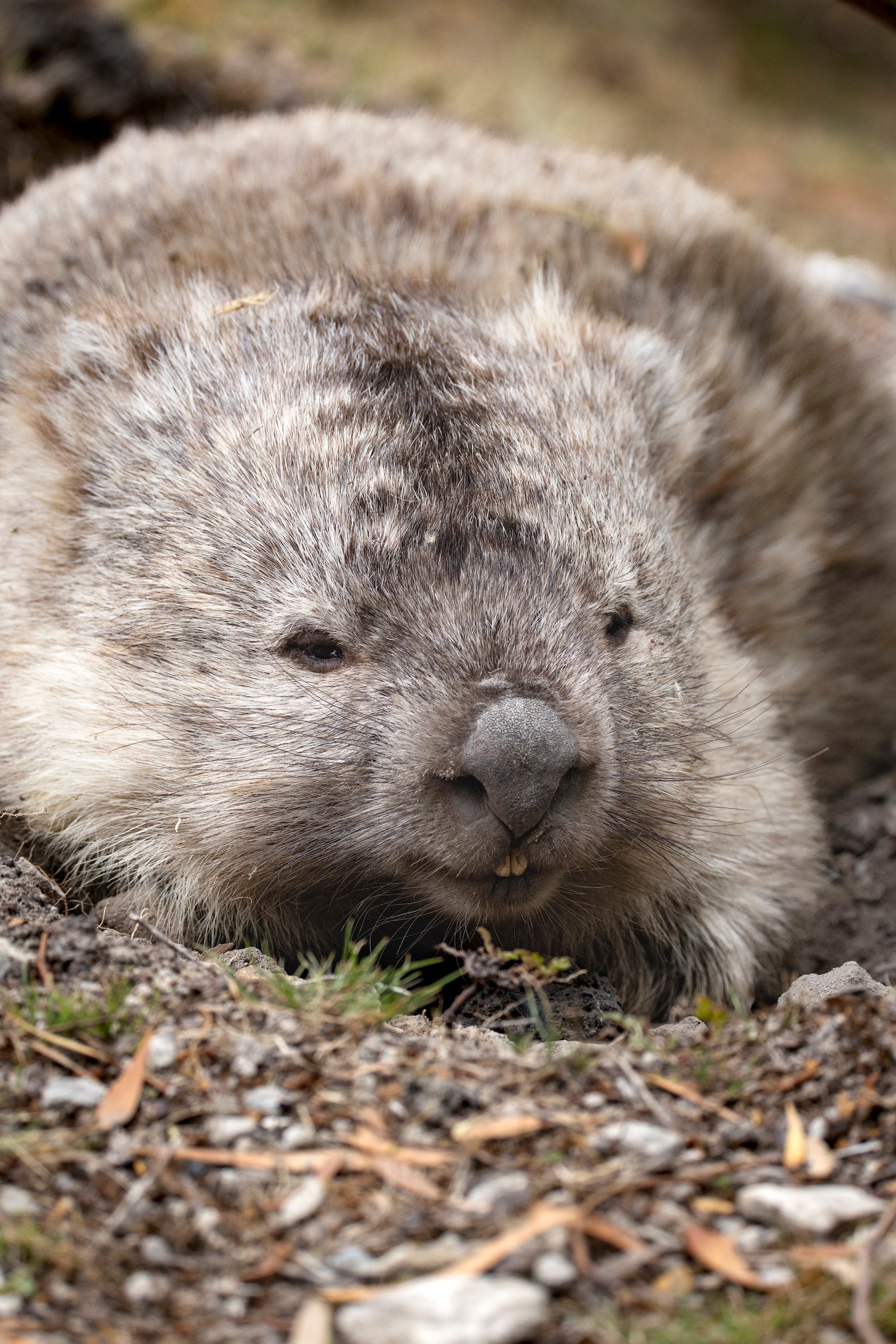 Wombat Stack Tasmania Misfit Mammals Part 2: Wombats, Cube-pooping Bulldozers