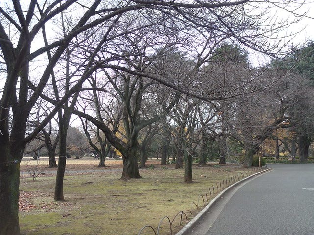 Bare Trees in Shinjuku Gyoen Garden Bare Trees in Shinjuku Gyoen Garden