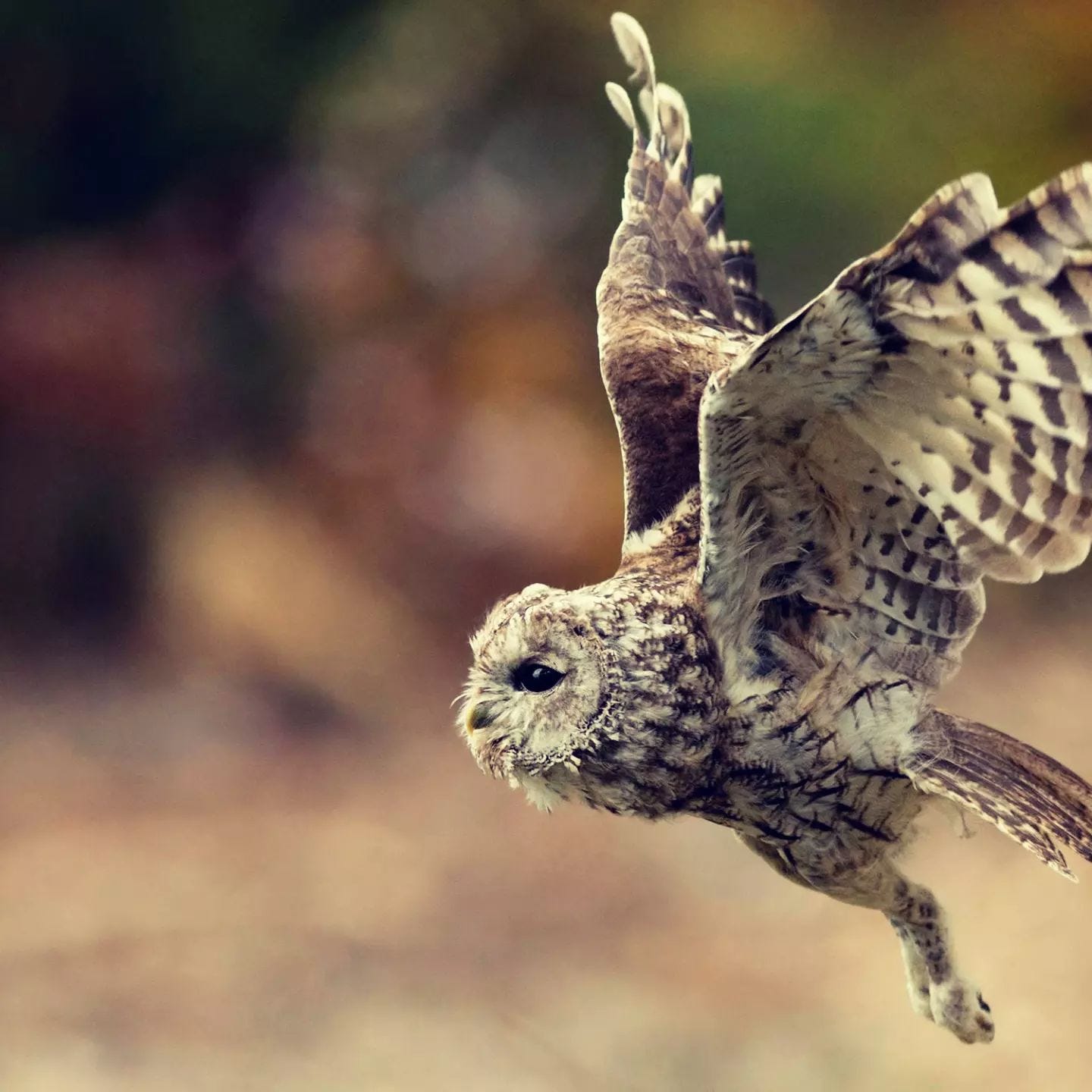Tawny Owl Flying Solo