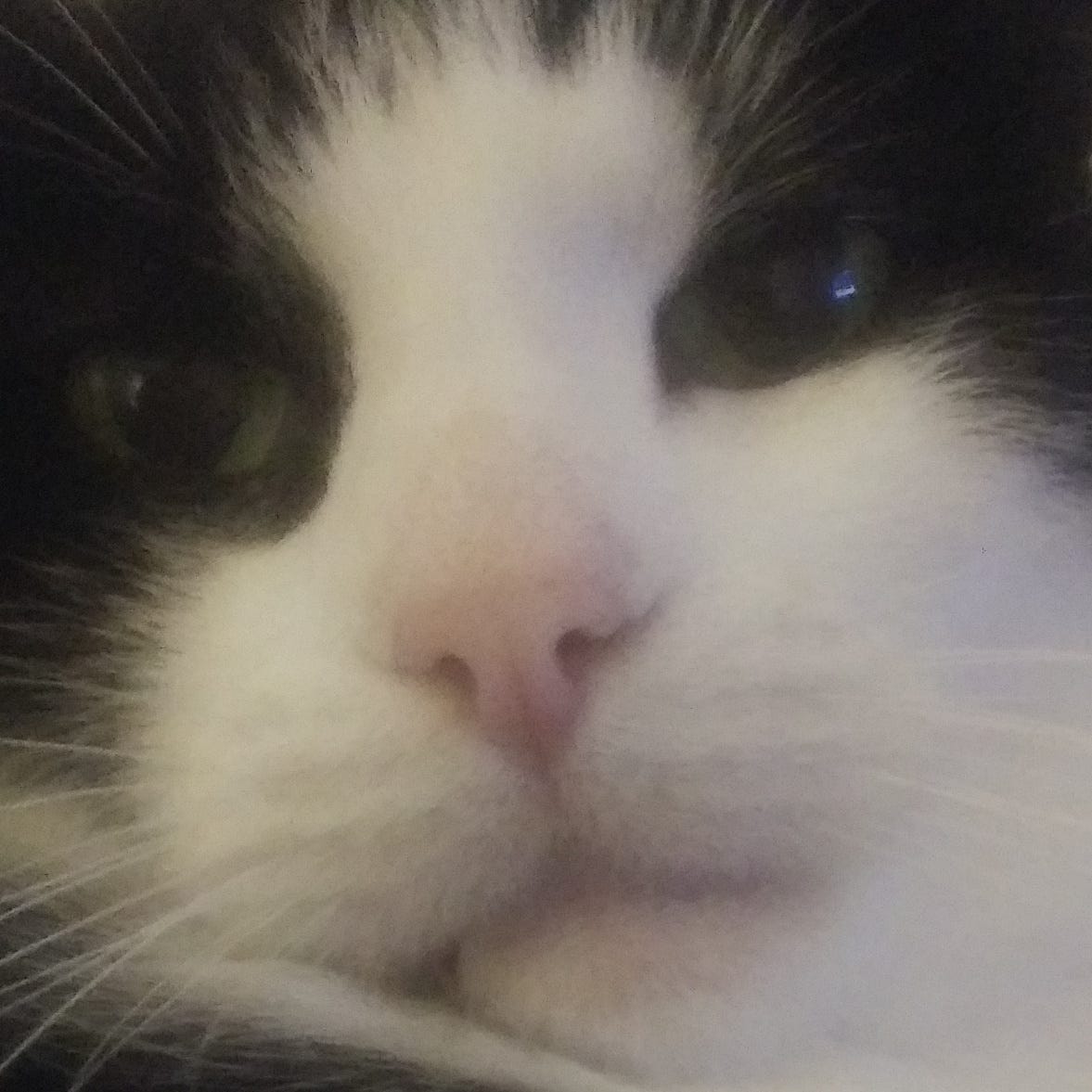 Fineas' Fancy Digital Gallery