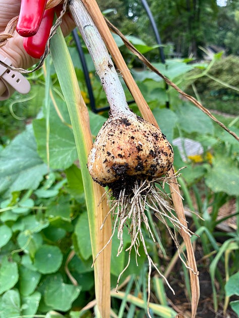 harvesting softneck garlic