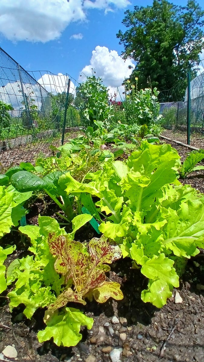Vegetable garden: Before and After.
