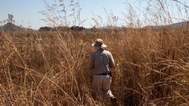 Farm owner Andrew Pascoe visits one of his corn fields as it is harvested at Ivordale Farm on August 1, 2018 outside Harare, Zimbabwe. Commercial farmer Andrew Pascoe runs the 330-hectare farm east of Harare. His father started the business in the 1950’s. 