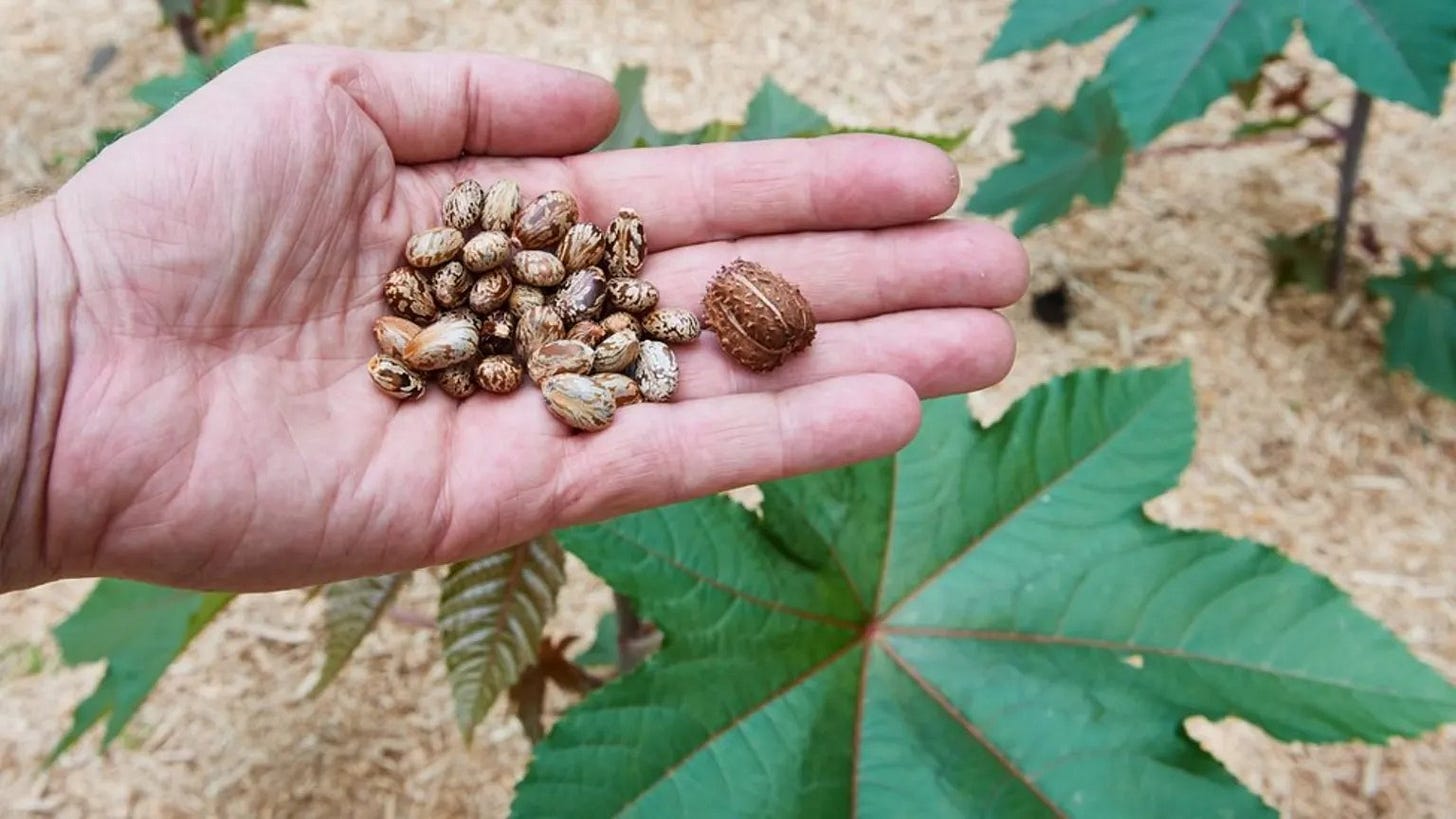 Castor beans, the natural source of ricin. Castor beans, the natural source of ricin.