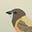 Warbler's avatar