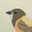 Warbler's avatar