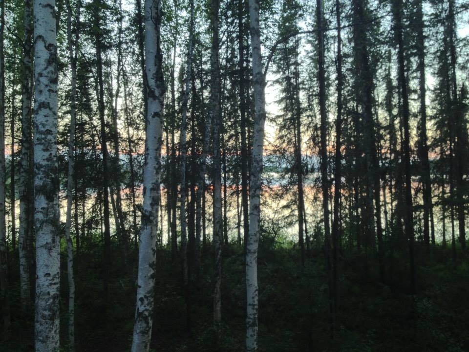 birch trees in a row with a soft orange sunset behind them representing the fact that it's always bright during the summer in Alaska