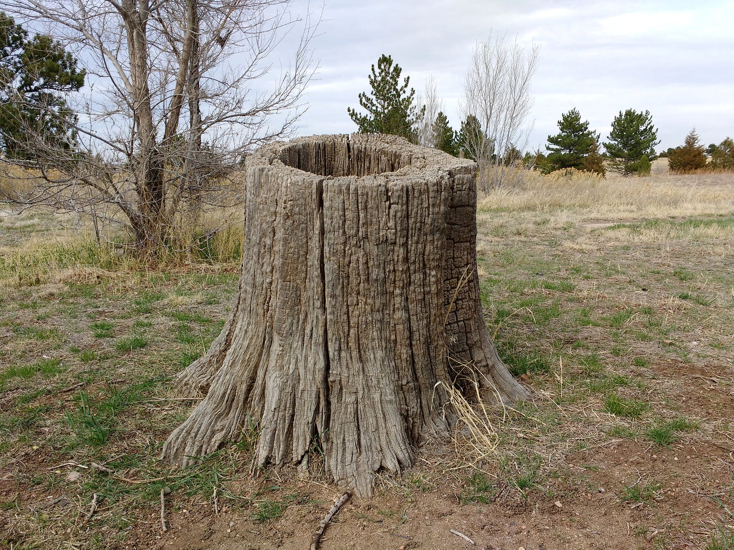 Picture of hollowed tree stump in foreground with trees behind