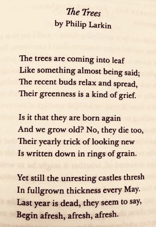 Image result for philip larkin the trees Image result for philip larkin the trees
