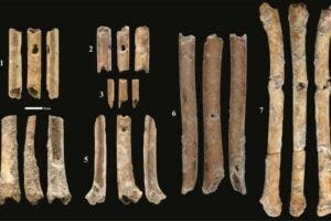Bones