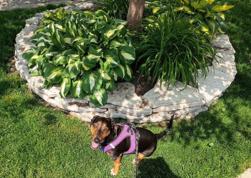Dachshund mix dog sitting by hostas
