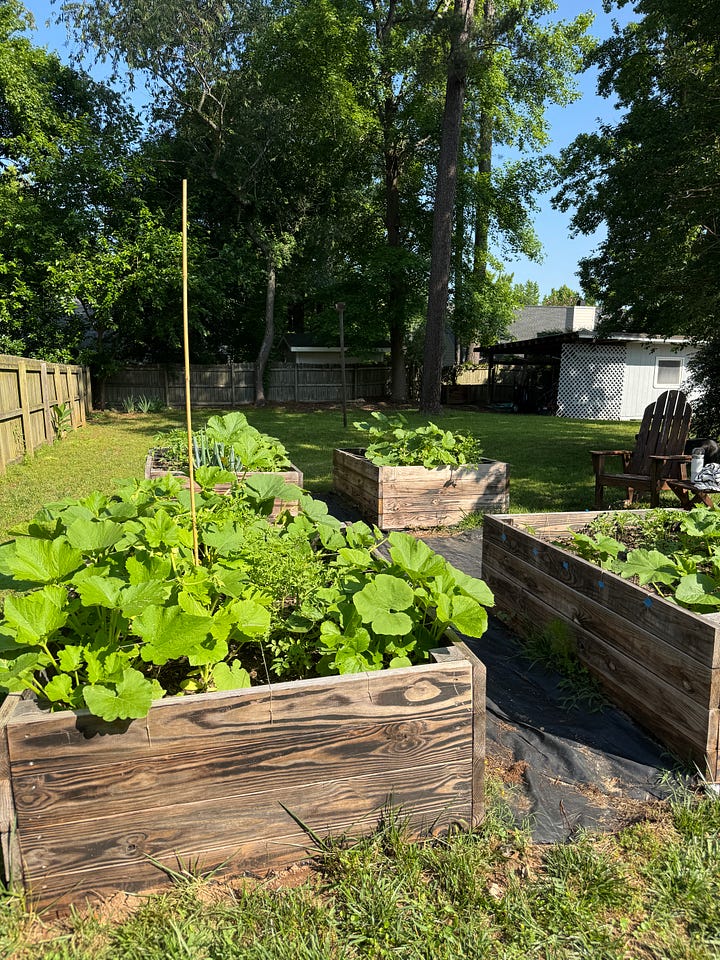 planting a garden and garden boxes with flourishing greens