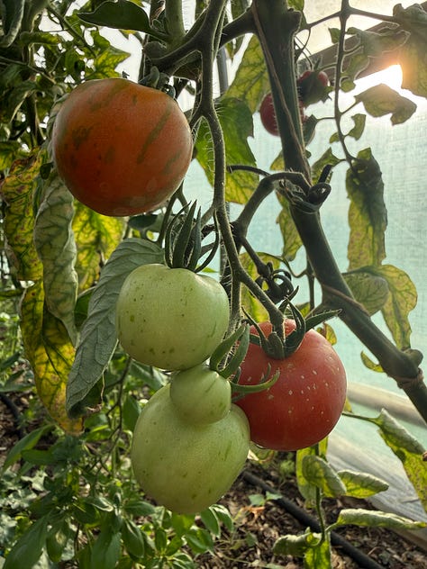 Images of tomatoes growing in the polytunnel, grapes, purple basil and chilli peppers, and chard in the outdoor beds