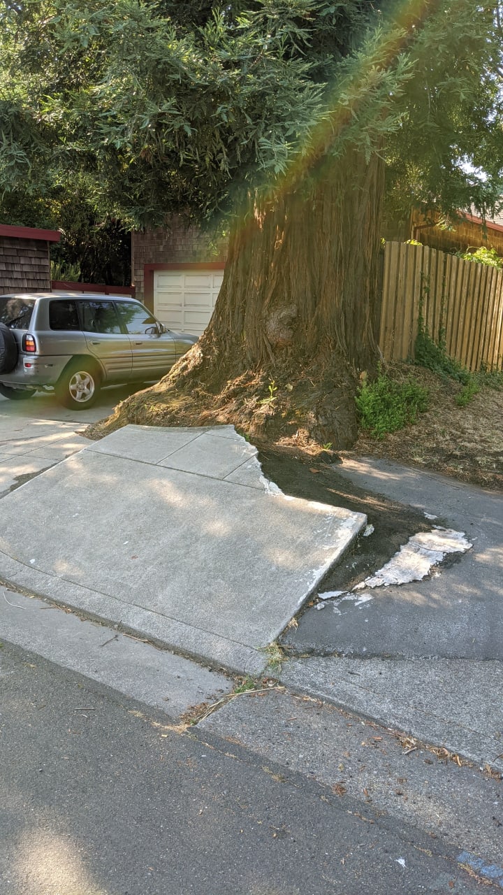 Photos of street trees lifting up sidewalk concrete around them.