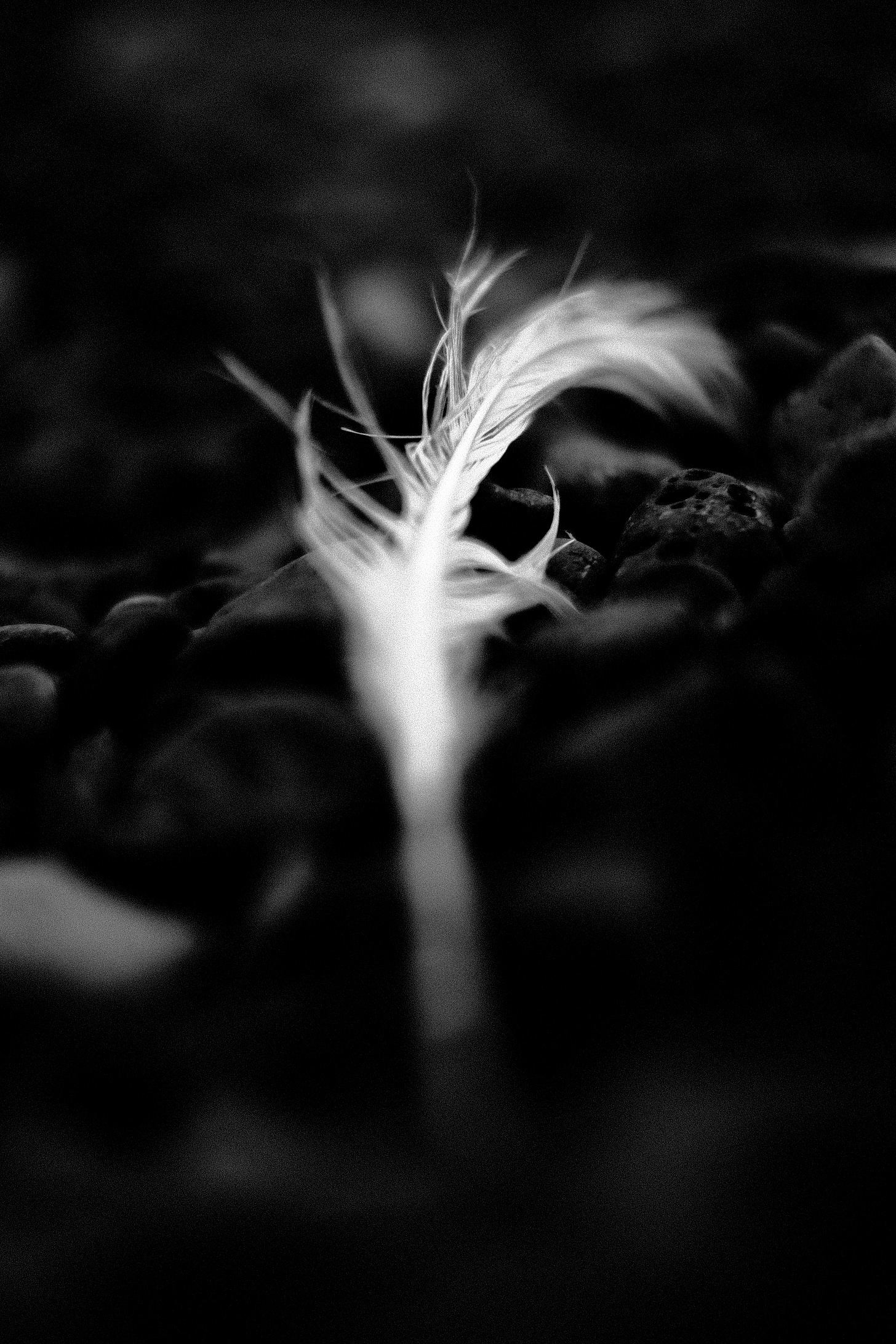 Feather on the Rocks