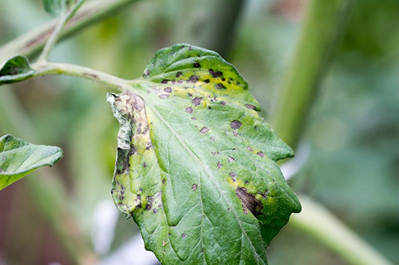 How to control Early Blight | Yates How to control Early Blight | Yates