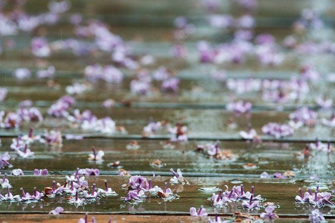 Lilacs in the Rain