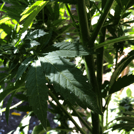 [GIF] Rainbow Squared Year 5, Piece Thirty-Three, 28. Green Black White. A stop motion photo animation of a close-up of a cannabis plant outside with the sun casting light and shadow on a leaf that flickers in the breeze.