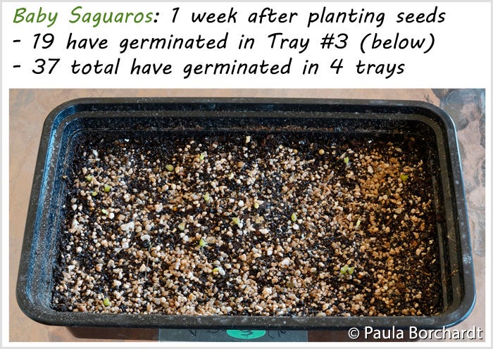 Baby Saguaros: 1 week after planting seeds - 19 have germinated in Tray #3 (below)  - 37 total have germinated in 4 trays