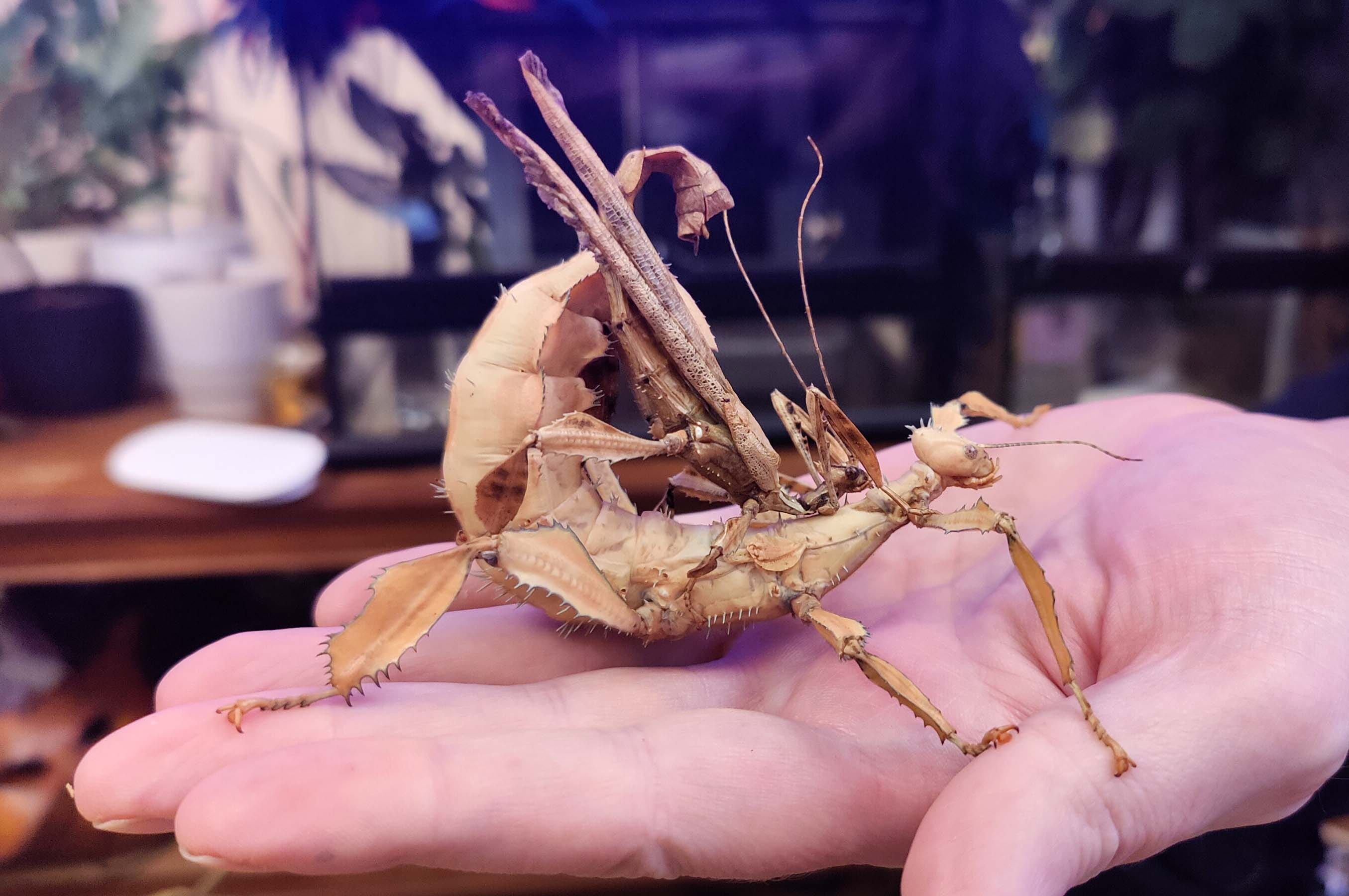 Stack Insect TSAF: The Giant Prickly Stick Insect - by CynthiaW