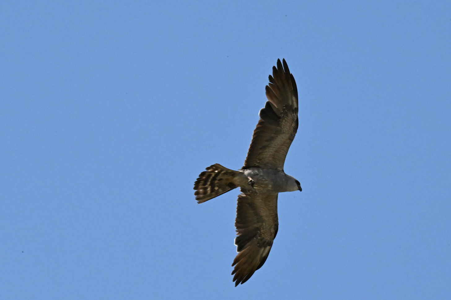 Large grey and white raptor in flight