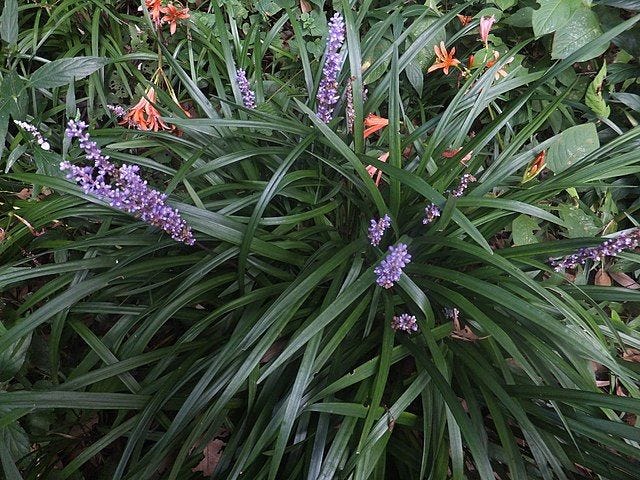 Liriope muscari [Foliage & flowers - wikicommons].jpg