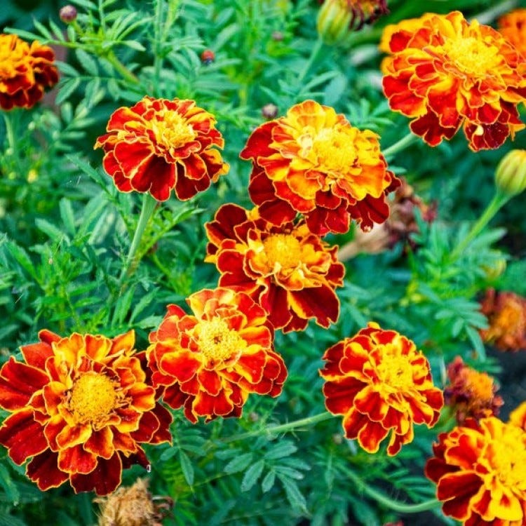 French Marigold French Marigold