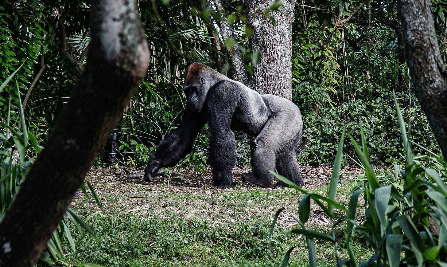 silverback gorilla walking on a forest trail