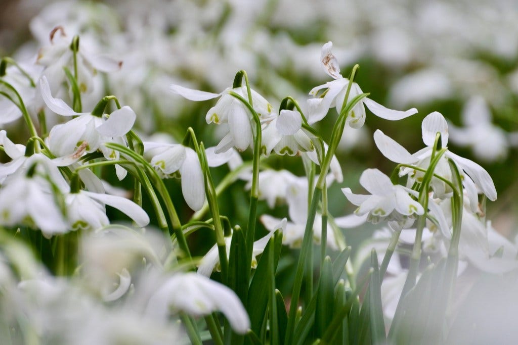 Snowdrop detail