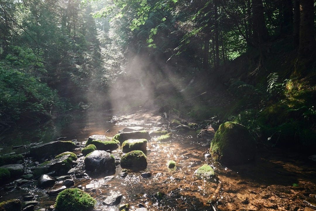 river in the middle of the forest