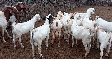 I did research on how to set up a 150-Head Goat Feedlot step by step